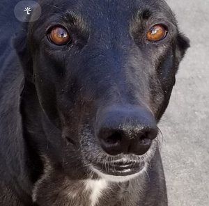 Meet your Posher, Clark